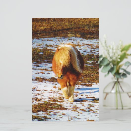 Brown and cream miniature horse in the snow. (Standing Front)