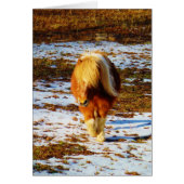 Brown and cream miniature horse in the snow. (Front)