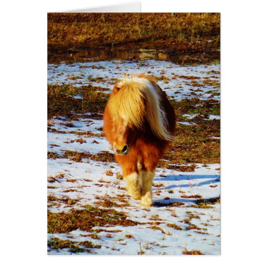 Brown and cream miniature horse in the snow. (Front)