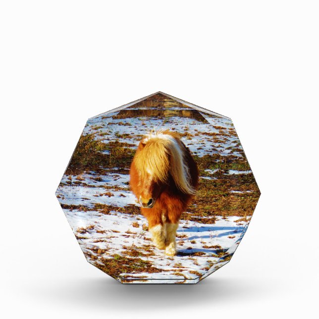 Brown and cream miniature horse in the snow. award (Front)