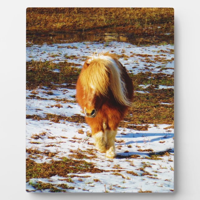Brown and cream miniature horse in the snow. plaque (Front)