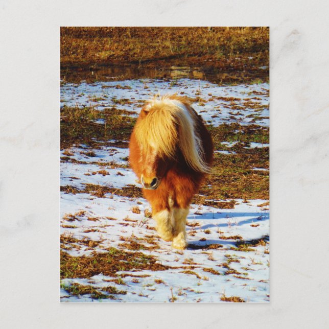 Brown and cream miniature horse in the snow. postcard (Front)