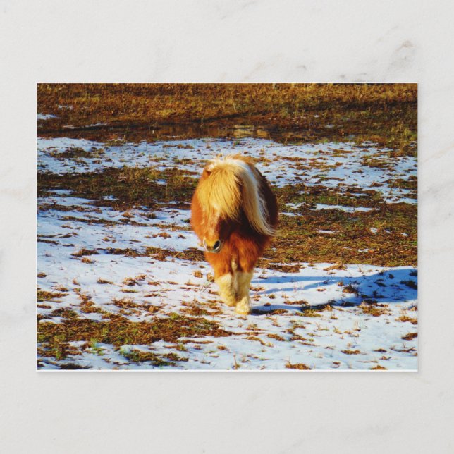 Brown and cream miniature horse in the snow. postcard (Front)