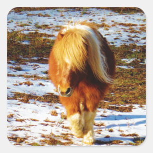 Brown and cream miniature horse in the snow. square sticker