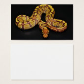 Brown and Gold Ball Python (Front & Back)
