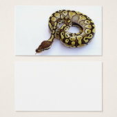 Brown and Gold Ball Python 2 (Front & Back)