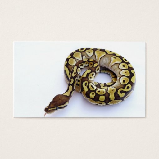 Customizable Brown and Gold Ball Python 2 Business Card