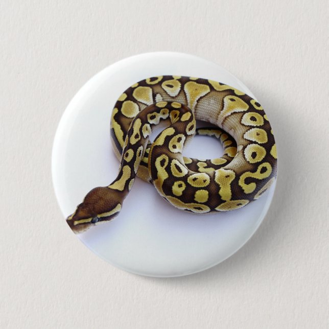 Brown and Gold Ball Python 2 Button (Front)