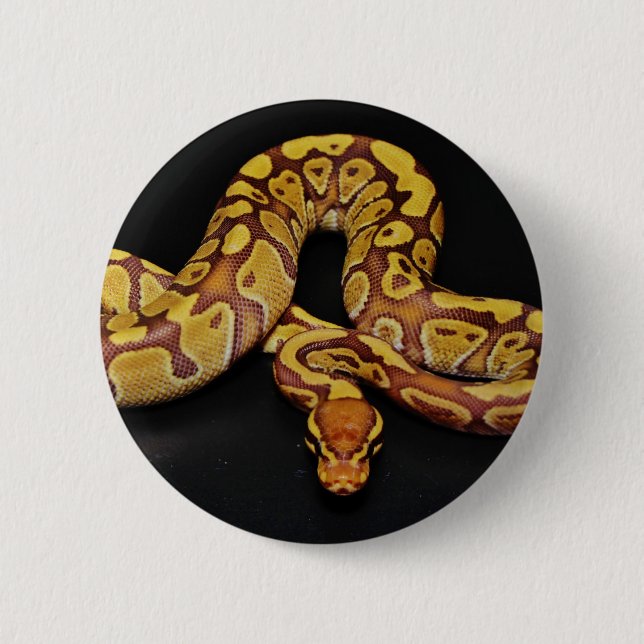 Brown and Gold Ball Python Pinback Button (Front)