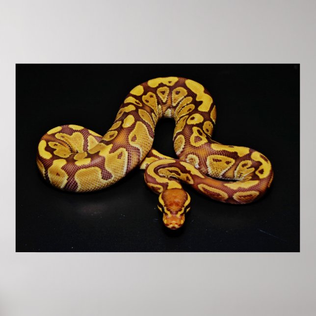 Brown and Gold Ball Python Poster (Front)