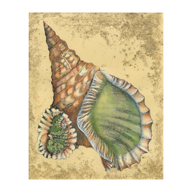 Brown and Green Seashell Acrylic Print (Front)