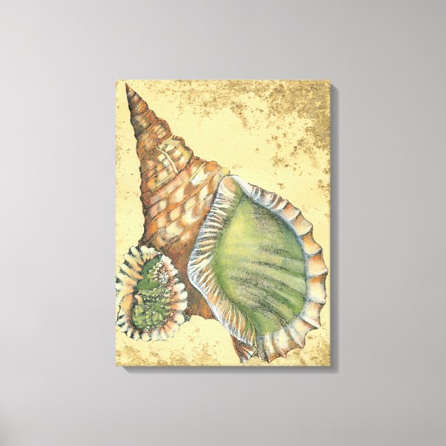 Brown and Green Seashell Canvas Print (Front)