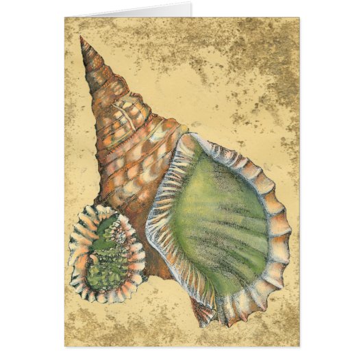 Brown and Green Seashell Cards (Front)