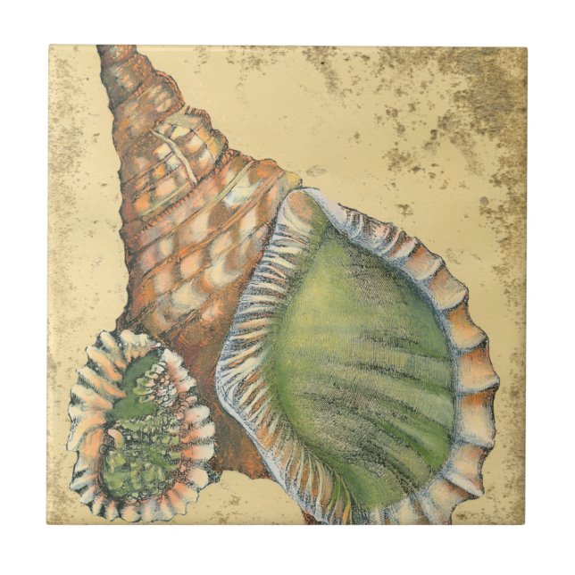 Brown and Green Seashell Ceramic Tile (Front)