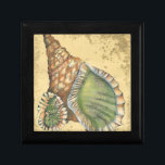 Brown and Green Seashell Gift Box<br><div class="desc">If you can't get to the beach today, get this classic style image of this unique green and brown seashell today! This seashell by the ocean is surrounded by warm sand in this painting and would go great on any nautical products.</div>