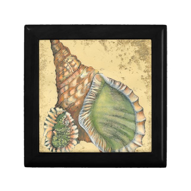 Brown and Green Seashell Gift Box (Front)