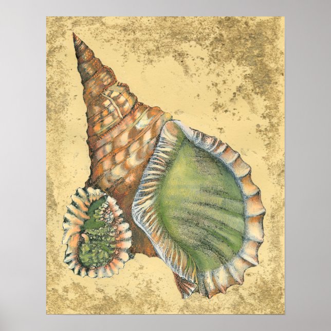 Brown and Green Seashell Poster (Front)