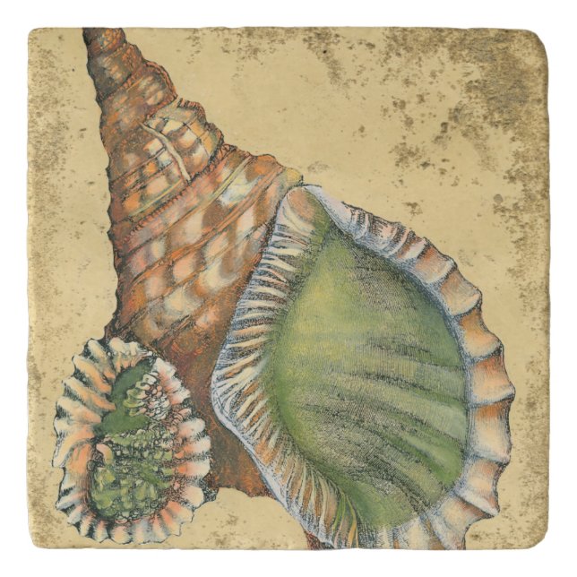 Brown and Green Seashell Trivet (Front)