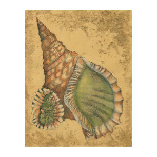 Brown and Green Seashell Wood Wall Decor