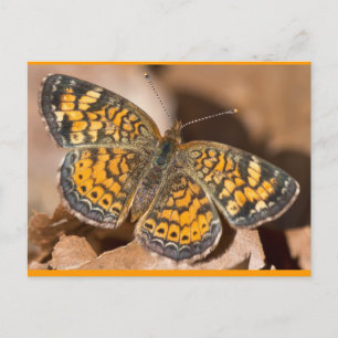 Brown and Orange Moth Apparel and Gifts Postcard