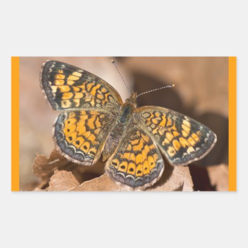 Brown and Orange Moth Apparel and Gifts Rectangular Sticker