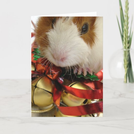 Brown and White Baby Guinea Pig With Bells Holiday Card