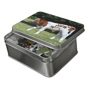 Brown and white calf in France Jigsaw Puzzle