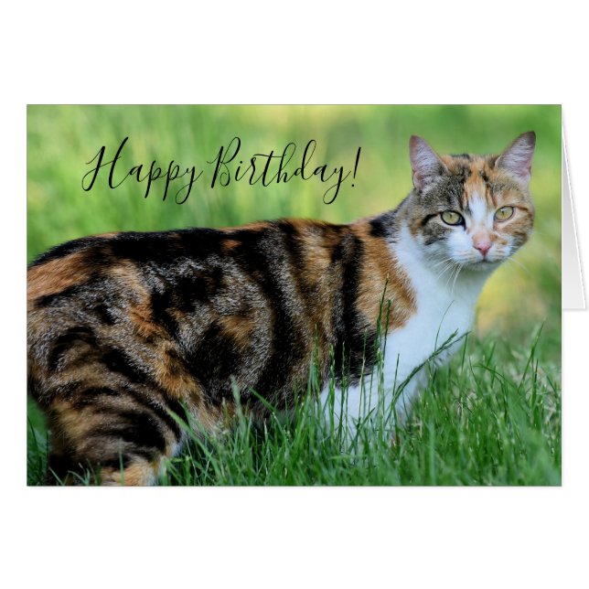 Brown and white cat cards (Front Horizontal)