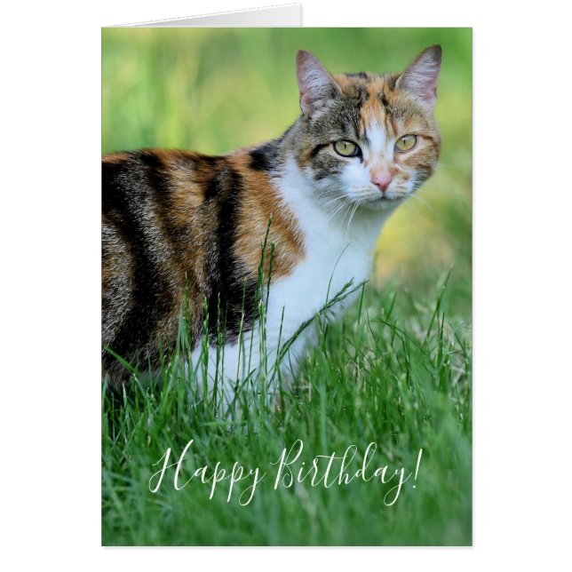 Brown and white cat cards (Front)