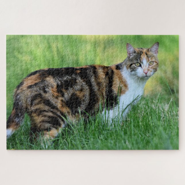 Brown and white cat jigsaw puzzle (Horizontal)