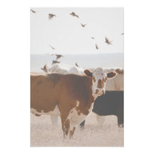 Brown And White Cow Fluttering Birds Country