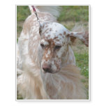 Brown and White English Setter Temporary Tattoos