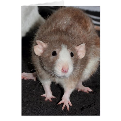 Brown and White Fancy Rat Card