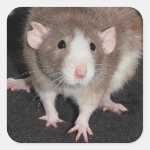 Brown and White Fancy Rat Sticker