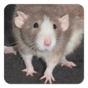 Brown and White Fancy Rat Sticker