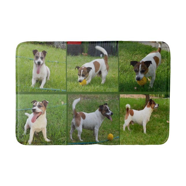 Brown And White Fox Terrier Collarge, Bath Mat (Front)