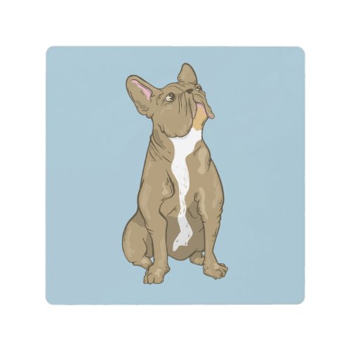 Brown and white french bulldog metal print