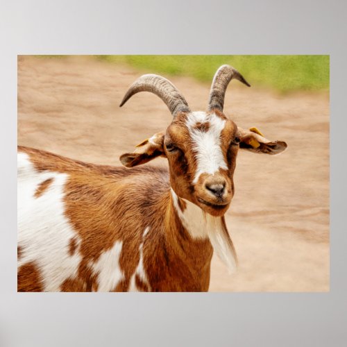 Brown and White Goat Poster
