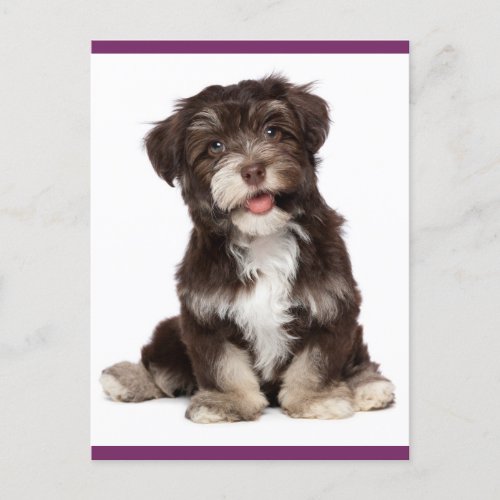 Brown and White Havanese Puppy Dog Postcard