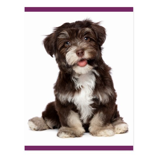 Download Brown and White Havanese Puppy Dog Postcard | Zazzle