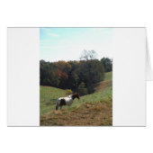 Brown and white horse at autumn pond (Front Horizontal)