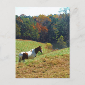 Brown and white horse by autumn trees postcard