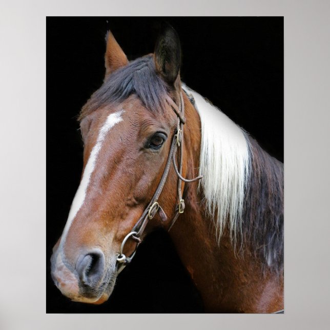 Brown and white horse poster (Front)