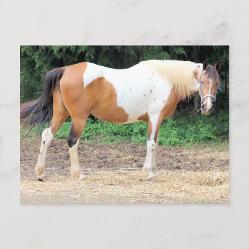 Brown And White Horse With A Light Blue Bridle Postcard