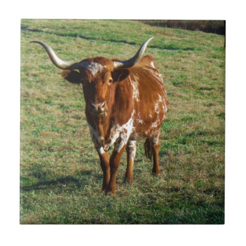 Brown and White Longhorn Bull Ceramic Tile