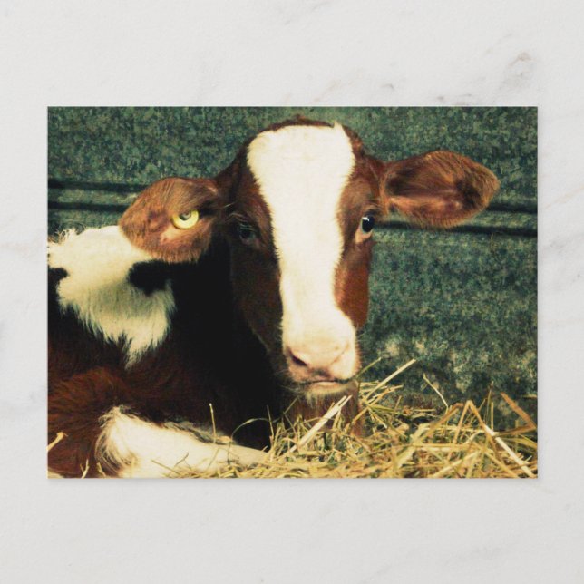Brown and White Milk Cow Postcard (Front)