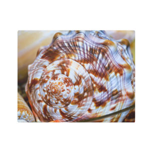 Brown and White Seashell Wall Metal Art