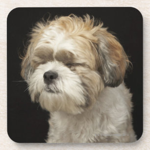 Brown and white Shih Tzu with eyes closed Drink Coaster