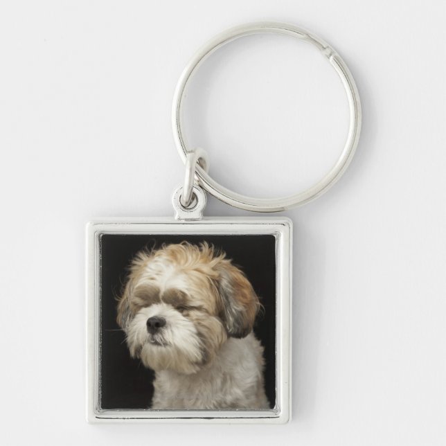 Brown and white Shih Tzu with eyes closed Keychain (Front)