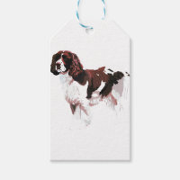 Brown and white Springer Spaniel